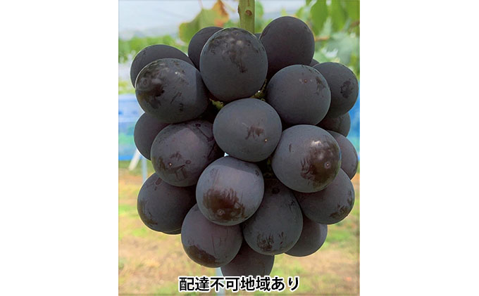 【岡山県玉野市】ぶどう 2026年 先行予約 ニュー ピオーネ 4房 合計2kg以上 ブドウ 葡萄  岡山県産 国産 フルーツ 果物 ギフト 河本農園