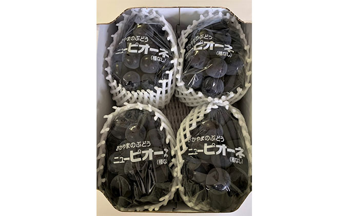 ぶどう 2026年 先行予約 ニュー ピオーネ 4房 合計2kg以上 ブドウ 葡萄  岡山県産 国産 フルーツ 果物 ギフト 河本農園 