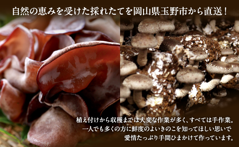 【 産地直送 】 有機JAS 生しいたけ 1kg オーガニック しいたけ きのこ 野菜 岡山県 玉野市 栽培期間中化学肥料不使用 栽培期間中農薬不使用 