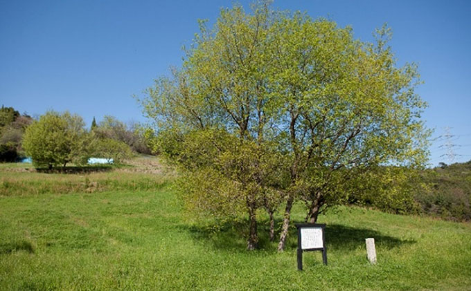 寒風須恵器 ジングルカップ（作：松川広己) 桐箱付 工芸品 食器 マグカップ 