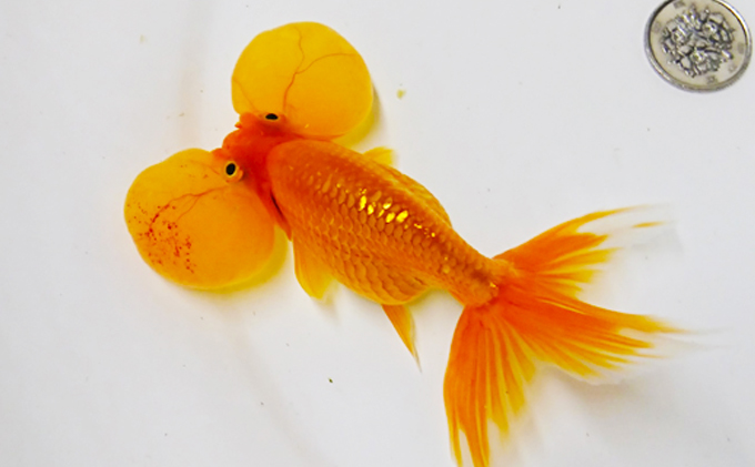 【香川県東かがわ市】東かがわ市産 【水泡眼】 地域のお礼の品 カタログ 生き物