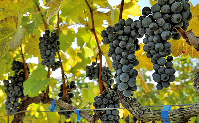 日本ワイン ソラリス 千曲川 メルロー ワイン 赤ワイン マンズワイン 酒 お酒 洋酒 果実酒 ぶどう酒 長野 長野県小諸市 