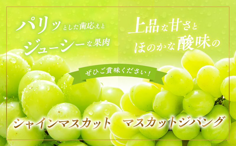 ぶどう 2026年 先行予約 シャイン マスカット 1房 マスカット ジパング 1房 各約700g 詰合せ 贈答箱 ブドウ 葡萄 フルーツ 果物 岡山 赤磐市産 農マル園芸 あかいわ農園 