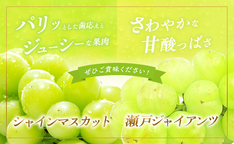 ぶどう2025年 先行予約 シャイン マスカット 1房 瀬戸
