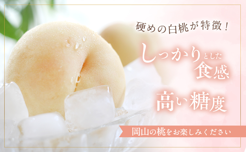 固めの 桃 2026年 先行予約 晩生の旬の 白桃 約1.8kg 5～7玉 進物用 もも モモ フルーツ 果物 岡山 赤磐市産 農マル園芸 あかいわ農園 家庭用 白皇 白露 甘々燦燦 あきぞら 西王母 瀬戸内白桃 