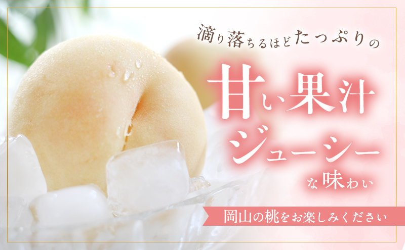 桃 2026年 先行予約 白桃 白鳳 約1.8kg 5～7玉 進物用 もも モモ フルーツ 果物 岡山 赤磐市産 農マル園芸 あかいわ農園 
