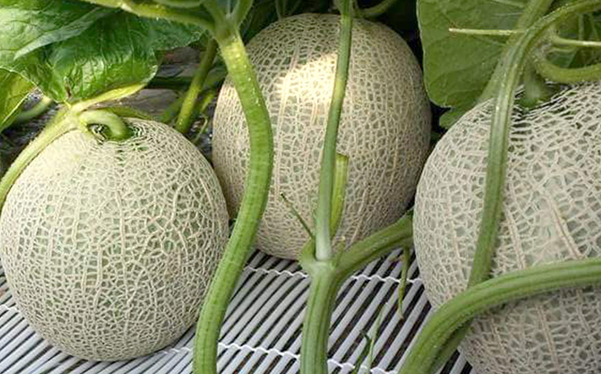 ＜ 2026年7月中旬より発送 ＞ 北海道産 メロン 赤肉 青肉 各1玉 食べ比べ セット ＜ 予約受付 ＞