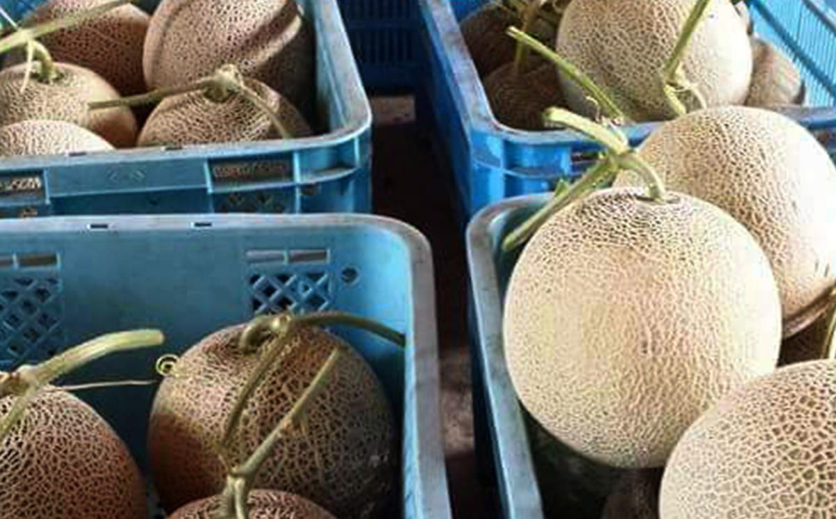 ＜ 2026年 7月中旬より発送 ＞ 北海道産 メロン 赤肉 青肉 8kg 3～6玉 食べ比べ セット ＜ 予約受付 ＞