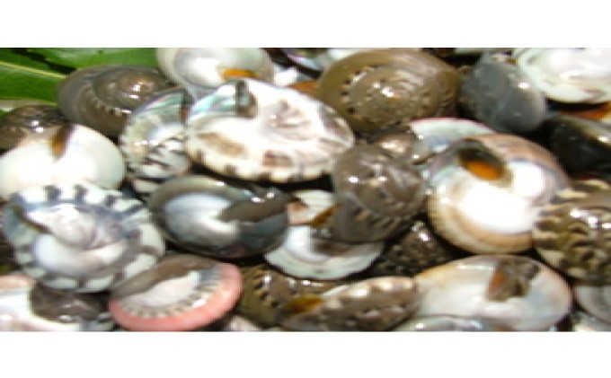 yt\㗢z Ȃ L 1kg {C CN CY C̍K   Y Y  y ܂ ܂ ̍ Y Yn Ⓚ Ⓚz t \㗢 \㗢