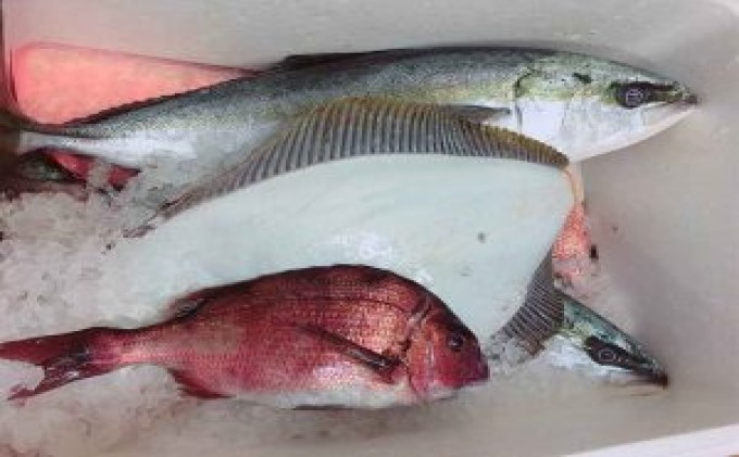 釣り 千葉 九十九里 海づりセンター 半日券 女性用 体験 チケット 20匹釣り放題 海釣り 釣り堀 高級魚 旅行 アクティビティ アウトドア スポーツ ギフト券 券 体験チケット 釣り竿 釣竿 竿 釣り餌 レンタル 釣 千葉県 九十九里町