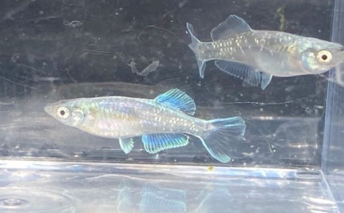 菊まるめだかの【イチオシめだか３種セット】計24匹 生き物 メダカ お魚 ペット 