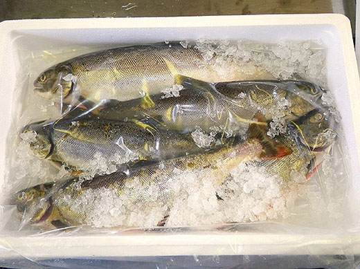 びわます棒寿し【630g】【DH01W】