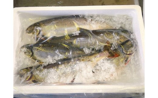 びわます棒寿し【630g】【DH01W】