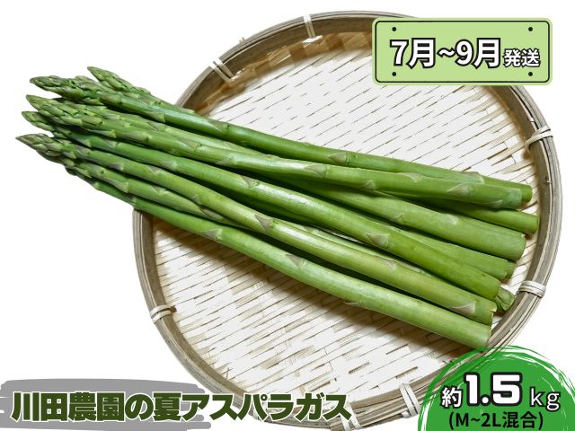 アスパラガス 先行予約 夏アスパラガス 約1.5kg+100g M～2L 混合 川田農園 アスパラ グリーンアスパラ 野菜 夏野菜 旬 旬の野菜 産地直送 2025年 2025 予約 青森 冷蔵 冷蔵配送 7月～9月発送