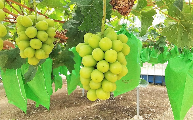 【2026年先行予約】 ぶどう 夏の贅沢 シャインマスカット 1房(700g以上) 【7月10日から7月30日までに発送】 葡萄 ブドウ 岡山県産 フルーツ 果物 数量限定 期間限定 岡山 里庄町 