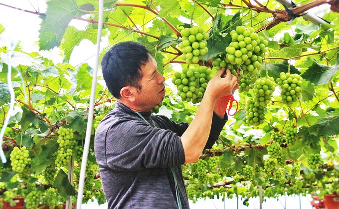【2026年先行予約】 ぶどう 夏の贅沢 シャインマスカット 1房(700g以上) 【7月10日から7月30日までに発送】 葡萄 ブドウ 岡山県産 フルーツ 果物 数量限定 期間限定 岡山 里庄町 