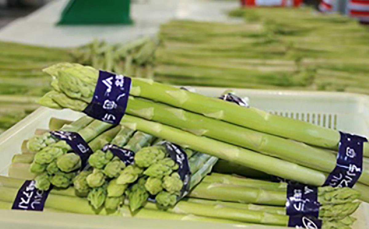 ＜ 2026年4月より発送 ＞  北海道産 グリーンアスパラ M / L 混合 1.2kg ＜ 予約受付 ＞