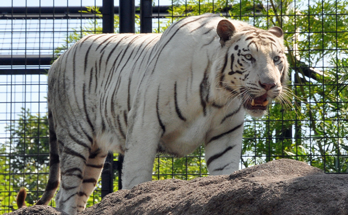 【能登半島地震復興支援】能美市地域限定旅行クーポン5万円分 宿泊券 チケット 
