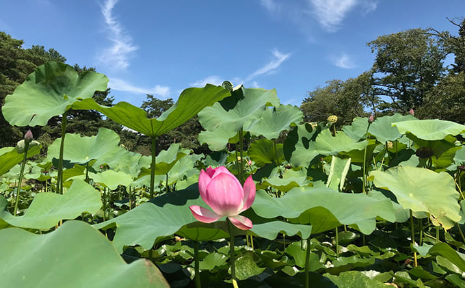【平日限定】嵐山カントリークラブ ゴルフプレー券 2名様 ゴルフ場利用権 
