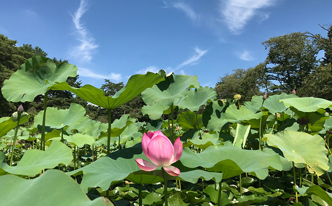 【平日限定】嵐山カントリークラブ ゴルフプレー券 3名様 ゴルフ場利用権 