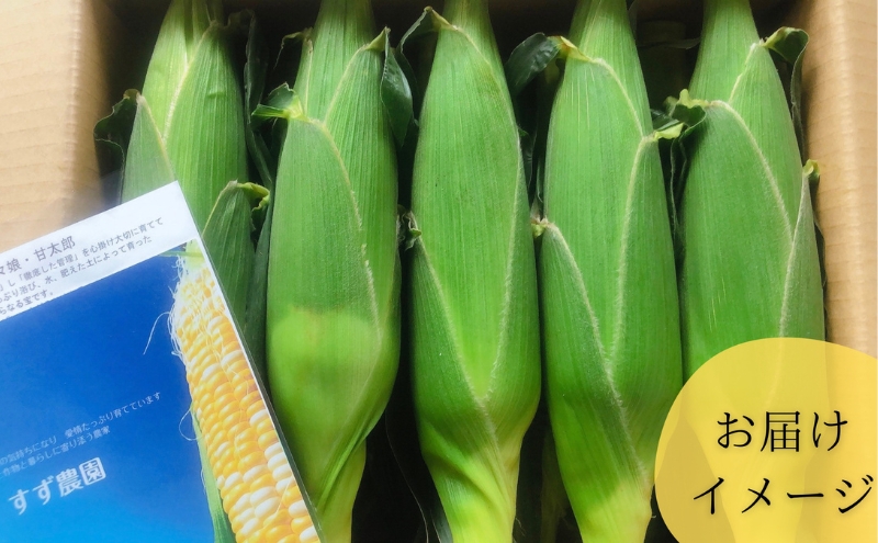 【先行予約】数量限定！リピーター続出！！とうもろこし★甘々娘★ おすすめ コーン トウモロコシ かんかんむすめ 採れたて 新鮮 野菜 健康 ヘルシー 人気 厳選 袋井市 フルーツコーン 静岡県