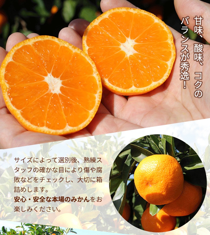 ＼光センサー選別／こだわりの完熟有田みかん 8kg＋250g(傷み補償分) 【ご家庭用】サイズ混合 有機質肥料100%｜ ふるさと納税 ミカン 〇※2025年11月中旬～2026年1月上旬頃に順次発送予定 ※北海道・沖縄・離島への配送不可