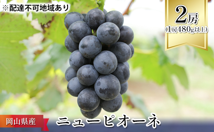 ぶどう 2025年 先行予約 ニュー ピオーネ 2房（1房480g以上） ブドウ 葡萄  岡山県産 国産 フルーツ 果物 ギフト ニューピオーネ 化粧箱 贈答品 