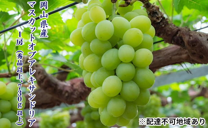 �y���R�����˓��s�z�Ԃǂ� 2026�N ��s�\�� �}�X�J�b�g �E�I�u�E�A���L�T���h���A 1�[�i�G�i�ȏ�A730g�ȏ�j���ϔ����� �u�h�E ����  ���R���Y ���Y �t���[�c �ʕ� �M�t�g �}�X�J�b�g�I�u�A���L�T���h���A 730��