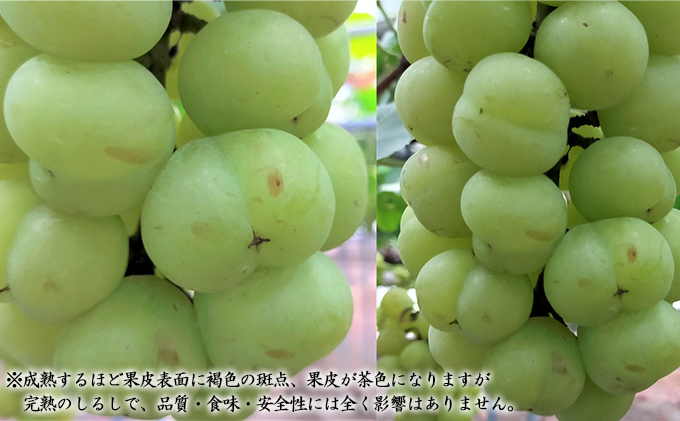 ぶどう 2026年 先行予約 桃太郎 ぶどう 1房（700g以上） ブドウ 葡萄  岡山県産 国産 フルーツ 果物 ギフト 化粧箱 贈答品 