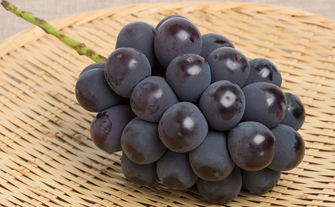 ぶどう 2026年 先行予約 詰め合わせ ニュー ピオーネ 1房（480g以上）・ シャイン マスカット 晴王 1房（480g以上）化粧箱入り ブドウ 葡萄  岡山県産 国産 フルーツ 果物 ギフト 