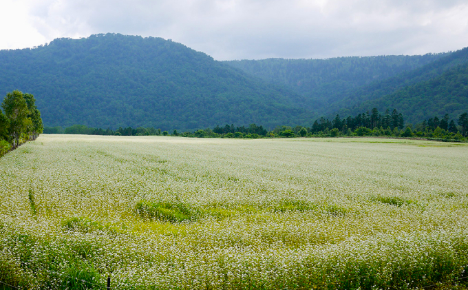 【国産純粋蜂蜜】北海道産 そばと野草の蜂蜜(百花蜜) 1kg パック入り［ナルセ養蜂場］【 はちみつ ハチミツ 蜂蜜 ハニー 無添加 天然 健康 美容 料理 無添加 純粋 希少 大容量 ギフト プレゼント 自宅用 家庭用 北海道 十勝 幕別 】