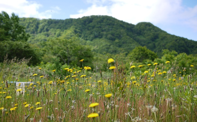 【国産純粋蜂蜜】北海道産 野の花蜂蜜(百花蜜) 1kg ビン入り［ナルセ養蜂場］【 はちみつ ハチミツ 蜂蜜 ハニー 無添加 天然 健康 美容 料理 無添加 純粋 希少 大容量 ギフト プレゼント 自宅用 家庭用 北海道 十勝 幕別 】