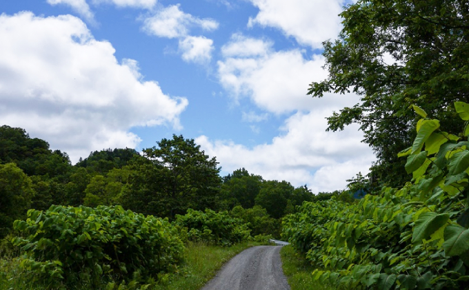 【国産純粋蜂蜜】北海道産 野の花蜂蜜(百花蜜) 1kg ビン入り［ナルセ養蜂場］【 はちみつ ハチミツ 蜂蜜 ハニー 無添加 天然 健康 美容 料理 無添加 純粋 希少 大容量 ギフト プレゼント 自宅用 家庭用 北海道 十勝 幕別 】