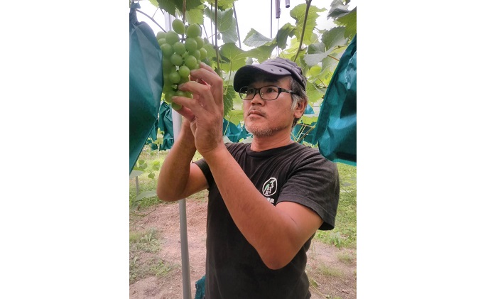 ぶどう 2026年 先行予約 ウインク 1房 約500g 減農薬／ハウス栽培 ブドウ 葡萄 岡山県産 国産 フルーツ 果物 ギフト ばんの農園 