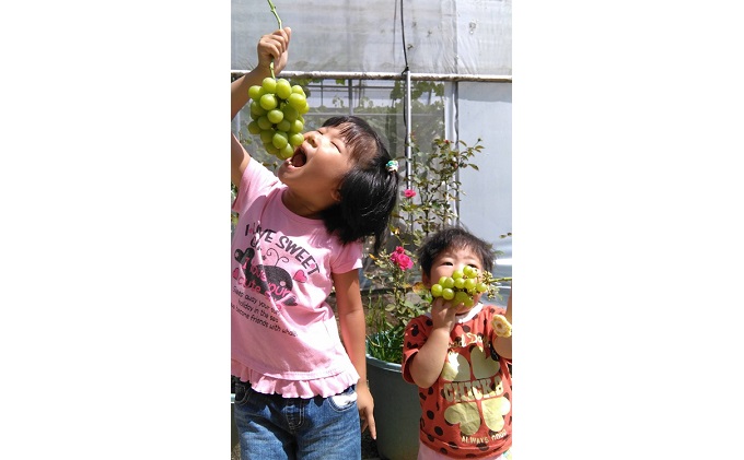 ぶどう 2026年 先行予約 ウインク 1房 約500g 減農薬／ハウス栽培 ブドウ 葡萄 岡山県産 国産 フルーツ 果物 ギフト ばんの農園 