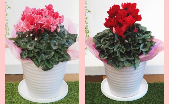 シクラメン 花色（赤・ピンク系）陶器鉢 カバー付き 