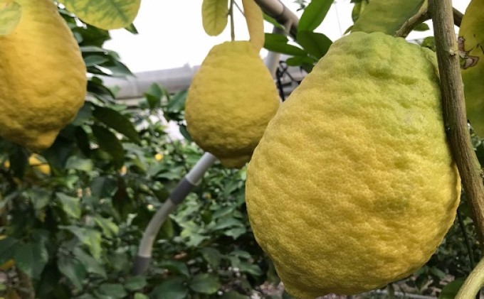 鉢植え 苗木 ジャンボレモン 6号 高さ約70～90cm レモンの木 レモン 植物 ガーデン ガーデニング 