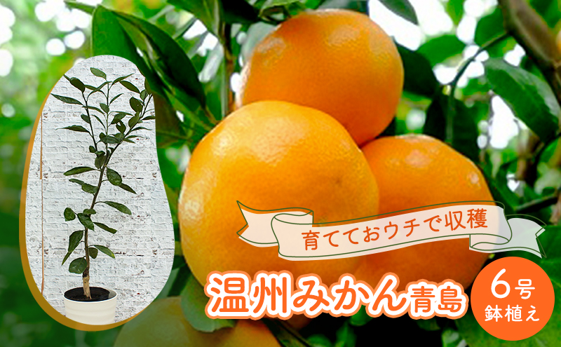 鉢植え 苗木 温州みかん 6号 青島 高さ約70～90cm 大玉で甘～い