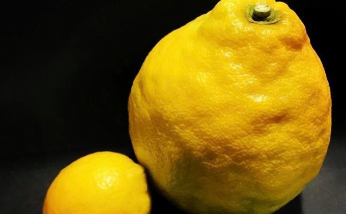 鉢植え 苗木 ジャンボレモン 6号 高さ約70～90cm レモンの木 レモン 植物 ガーデン ガーデニング 