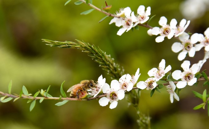 マヌカハニー はちみつ 450g×2本 NPA15+ ハチミツ 蜂蜜 藤井養蜂場 