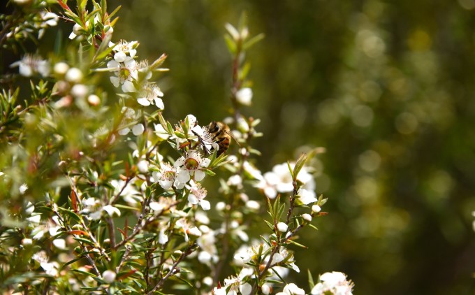 マヌカハニー はちみつ 450g×2本 NPA15+ ハチミツ 蜂蜜 藤井養蜂場 