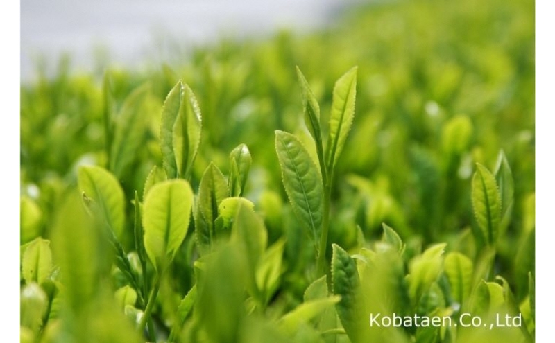 京の老舗　古畑園の特選宇治茶(煎茶150g、雁が音150g)〈宇治茶 お茶 茶 煎茶 深むし 深蒸し茶 緑茶 茎茶 くき茶 雁が音 茶葉 高級 特選 最高金賞 飲料 老舗 化粧箱〉 飲料類 最高金賞受賞 