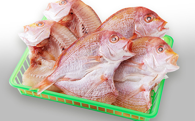 丹後のお魚屋さん一押しの絶品レンコダイの一夜干し 魚貝類 加工食品 