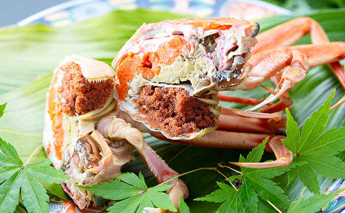 セコガニ コッペがに 小サイズ 8～10杯セット （冷蔵）〈11月中旬～12月下旬発送〉  蟹 カニ かに 松葉蟹 松葉ガニ ズワイガニ ボイル