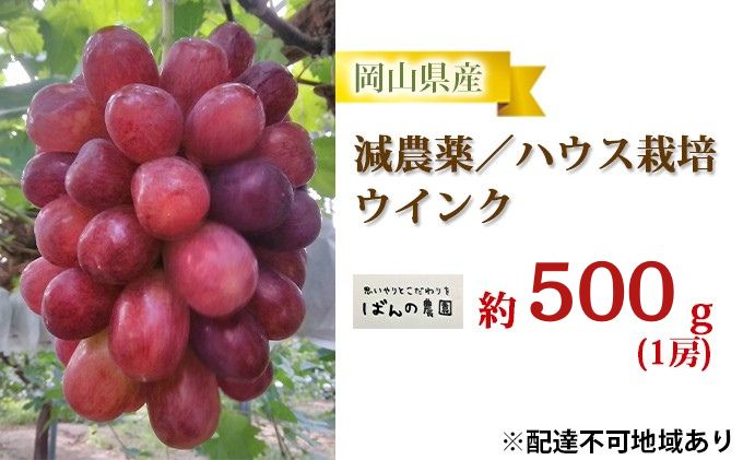 ぶどう 2026年 先行予約 ぶどう ウインク 1房 約500g  減農薬／ハウス栽培 ブドウ 葡萄  岡山県産 国産 フルーツ 果物 ギフト ばんの農園 種なし 