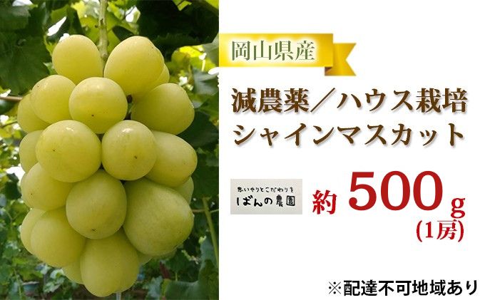 ぶどう 2026年 先行予約 シャインマスカット 1房 約500g  減農薬／ハウス栽培 ブドウ 葡萄  岡山県産 国産 フルーツ 果物 ギフト ばんの農園 果物類 