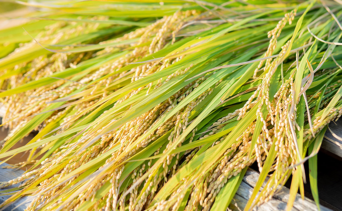 米 令和7年産 石原果樹園の備前乙女米 玄米 10kg×1袋 ※11月上旬～順次発送予定 ライス  お米 ライス  乳酸菌栽培 岡山県 おにぎり お弁当 