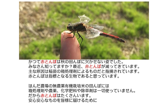 天日干有機米こしひかり「天地の誉」玄米5kg×2個 お米 コシヒカリ 石川県産 