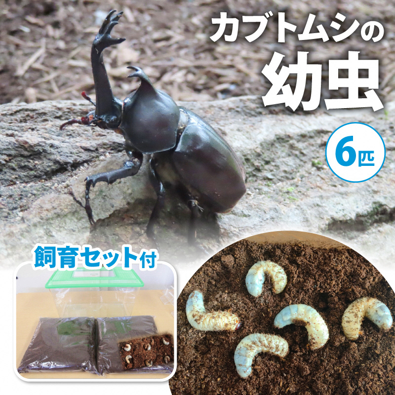[配送期間は2026年1月下旬〜4月上旬に随時配送]カブトムシ(幼虫・6匹)飼育セット付 生き物 かぶとむし 昆虫