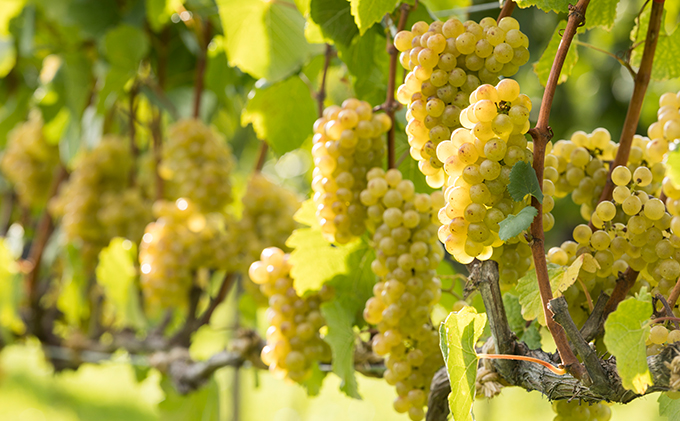 NIKI Hills Winery ファーストエクスペリエンスワインセット【 3本セット 】 白ワイン ワインセット 洋酒 お酒 アルコール ブドウ ぶどう 辛口 甘口 [株式会社NIKI Hillsヴィレッジ]